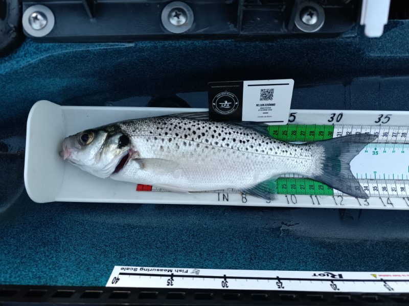 Fish Measure Picture