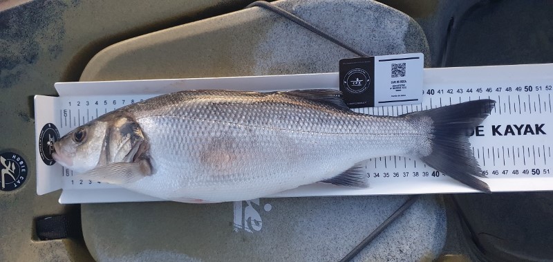 Fish Measure Picture