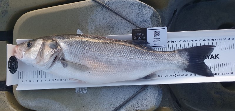 Fish Measure Picture