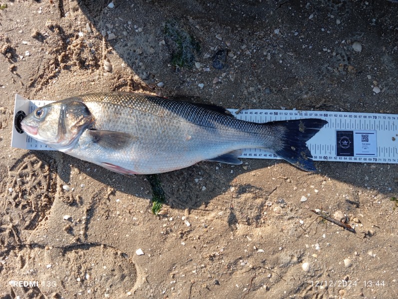 Fish Measure Picture