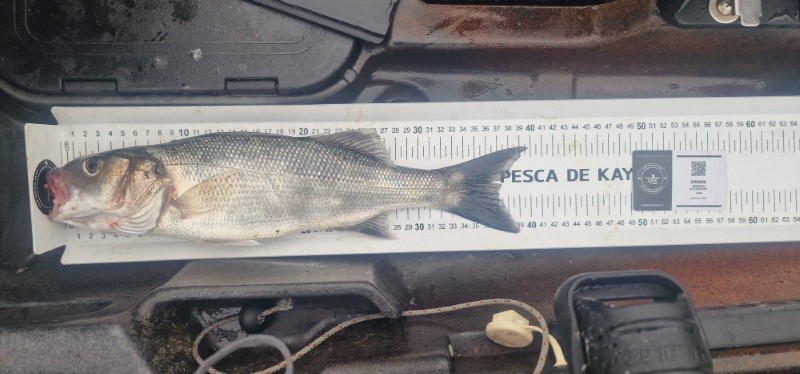 Fish Measure Picture