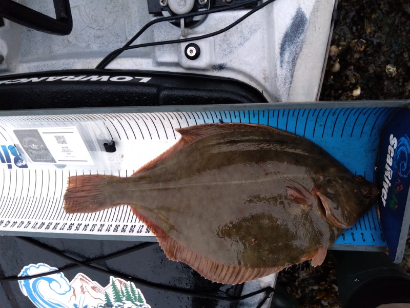 Fish Measure Picture