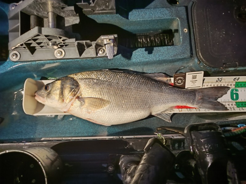 Fish Measure Picture