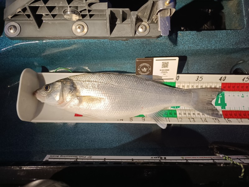 Fish Measure Picture