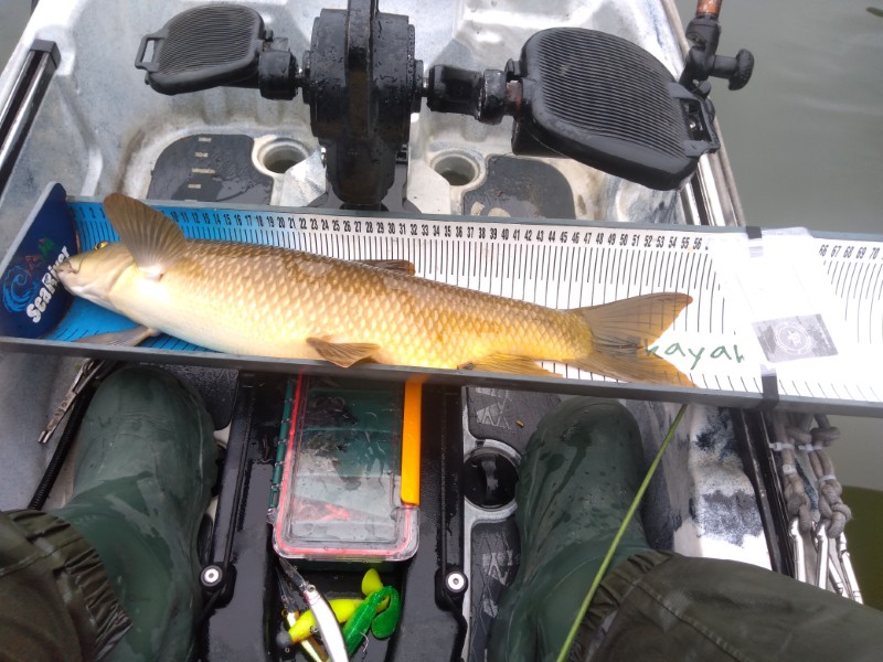 Fish Measure Picture