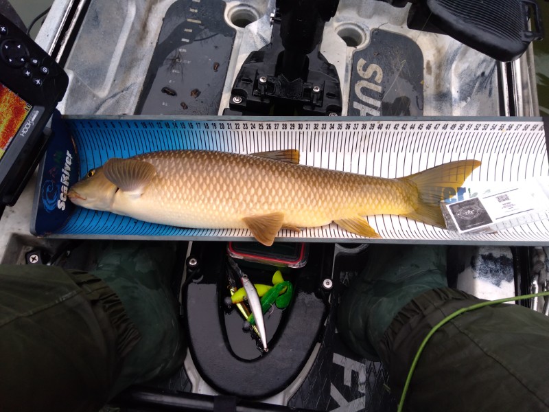 Fish Measure Picture