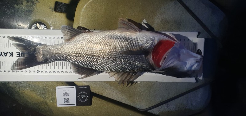 Fish Measure Picture