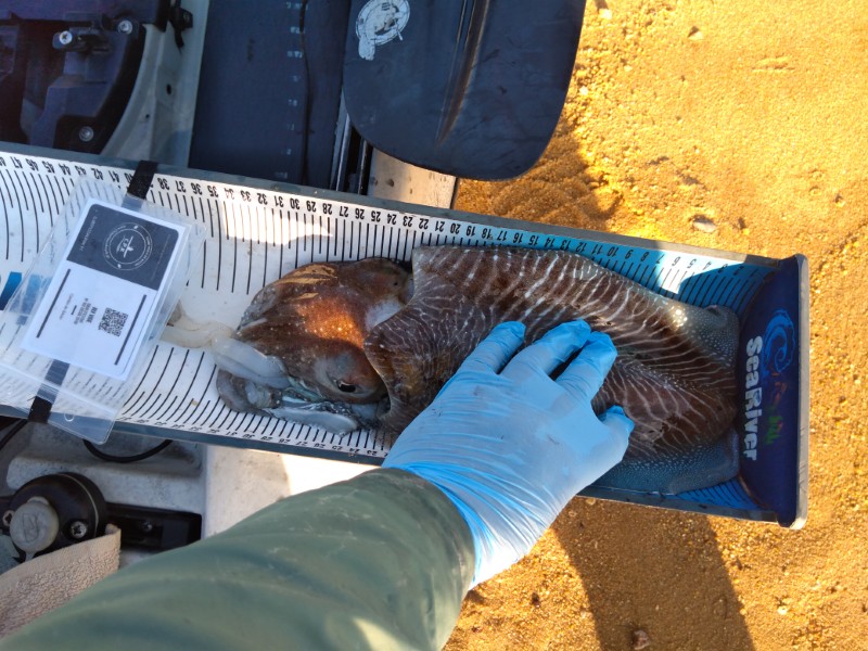 Fish Measure Picture