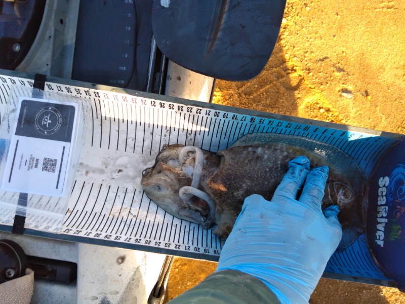 Fish Measure Picture