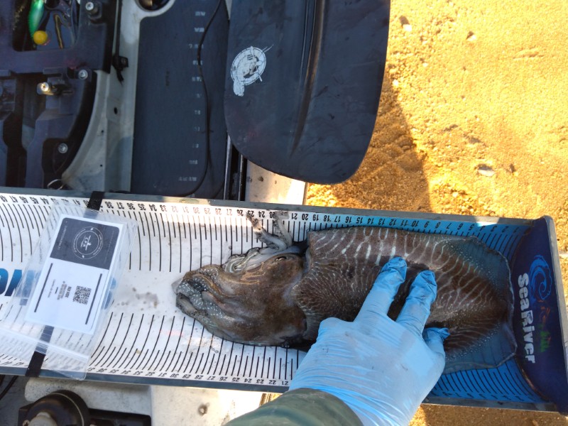 Fish Measure Picture