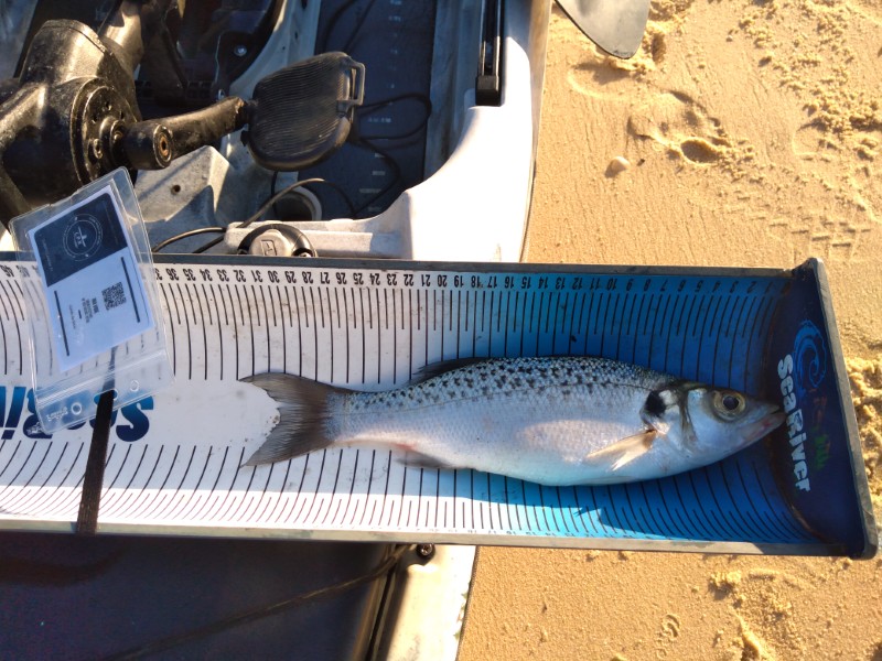 Fish Measure Picture