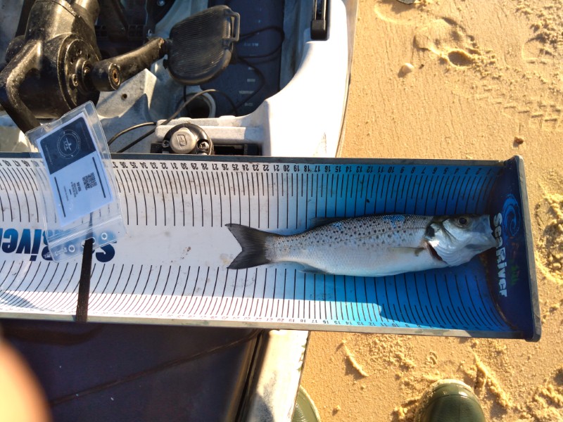 Fish Measure Picture