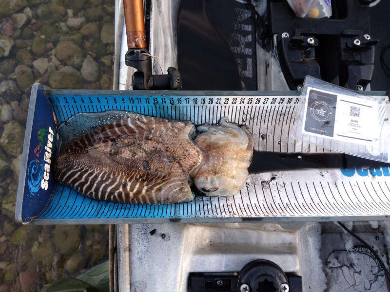 Fish Measure Picture