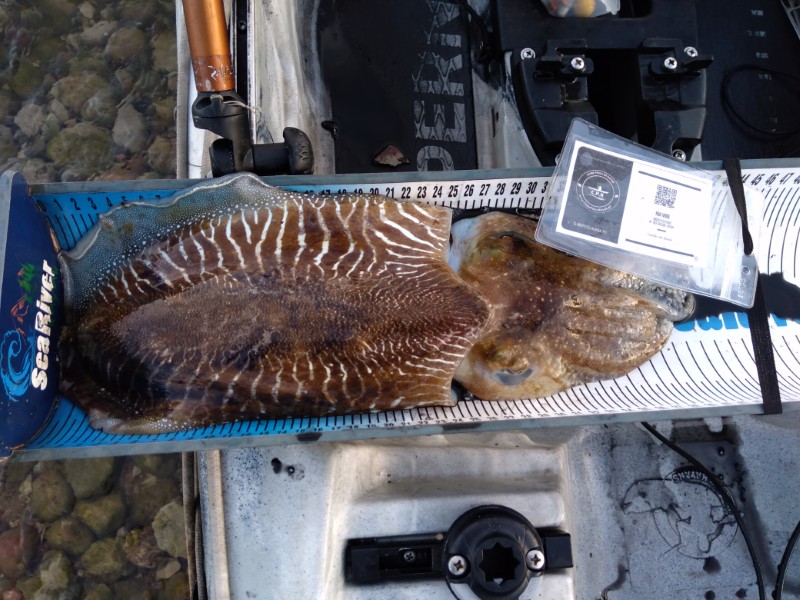 Fish Measure Picture