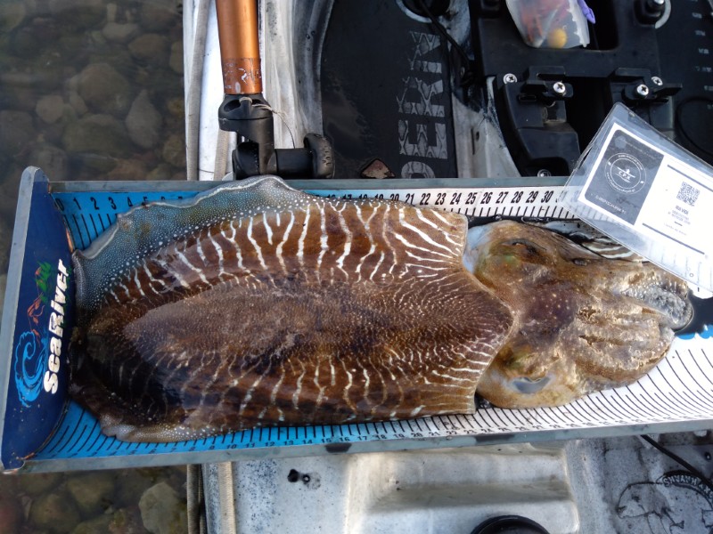 Fish Measure Picture
