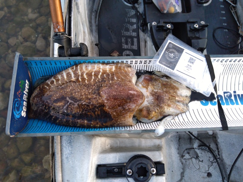 Fish Measure Picture