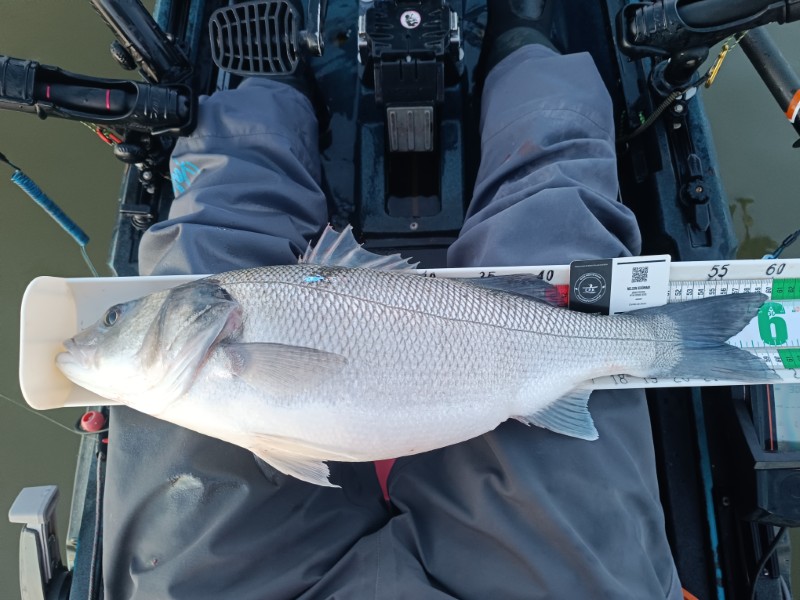 Fish Measure Picture