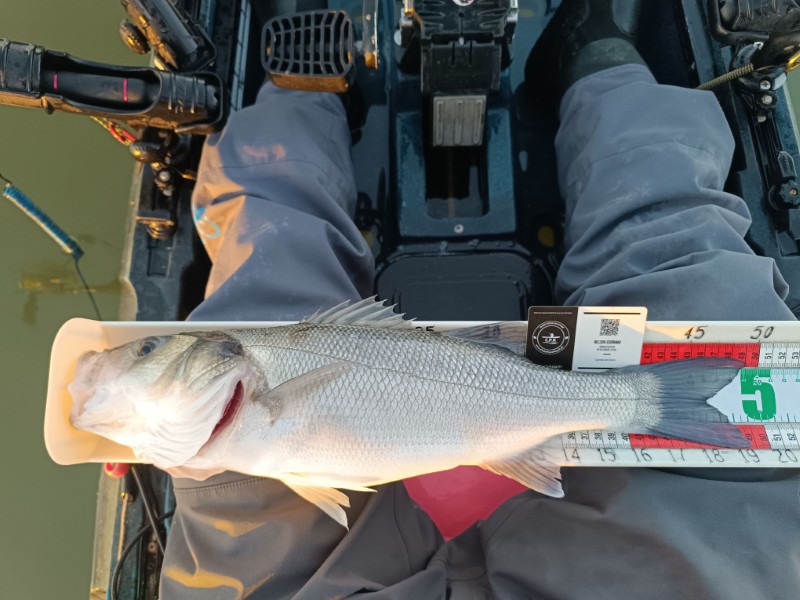 Fish Measure Picture