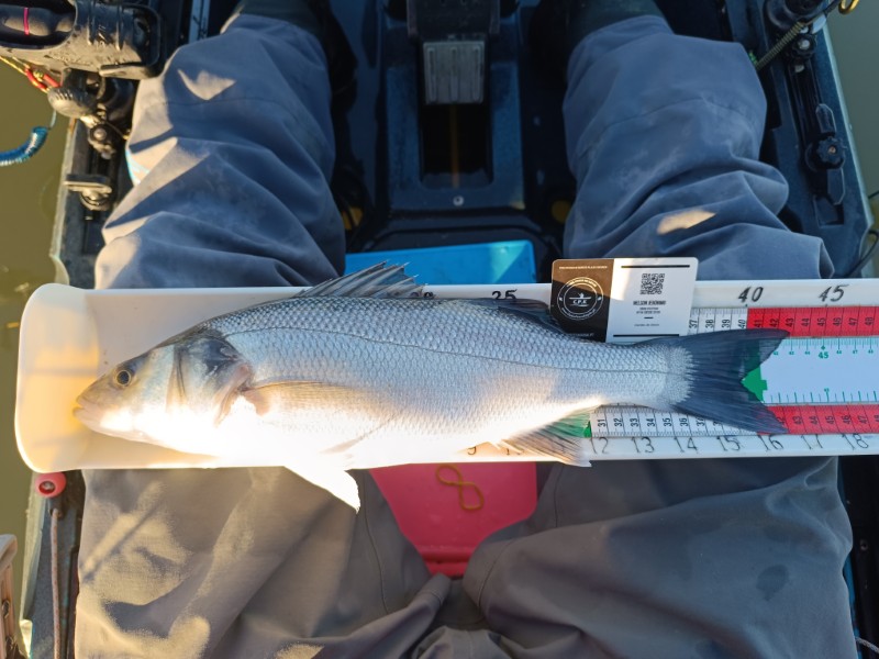 Fish Measure Picture