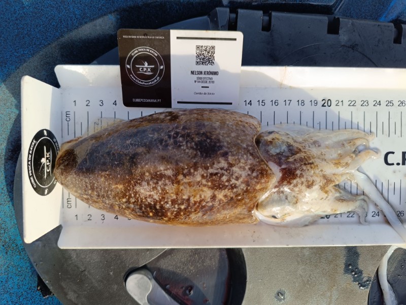 Fish Measure Picture