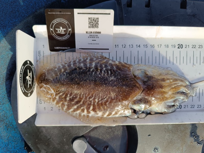 Fish Measure Picture