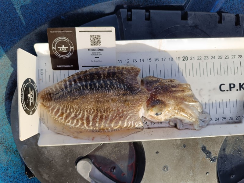 Fish Measure Picture
