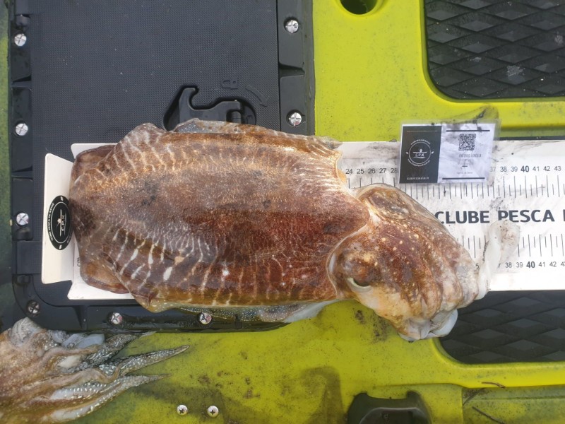 Fish Measure Picture