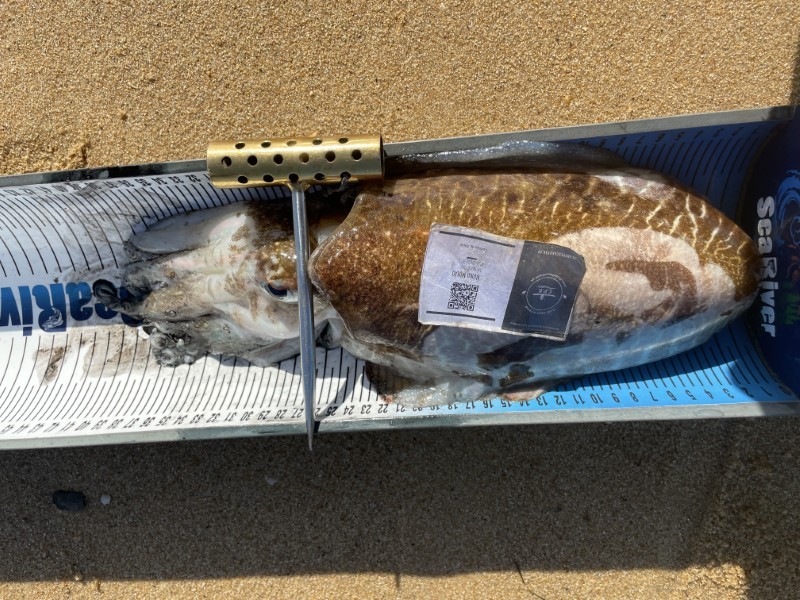 Fish Measure Picture