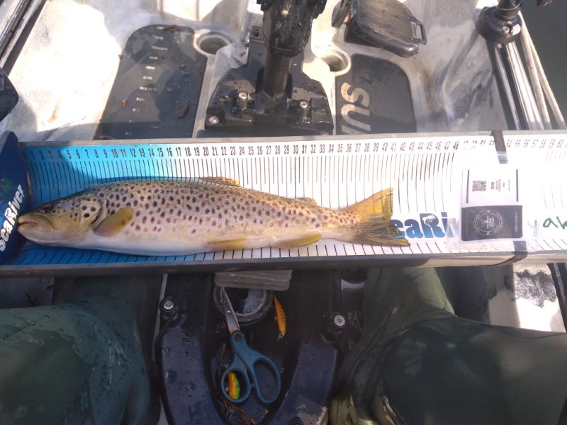 Fish Measure Picture