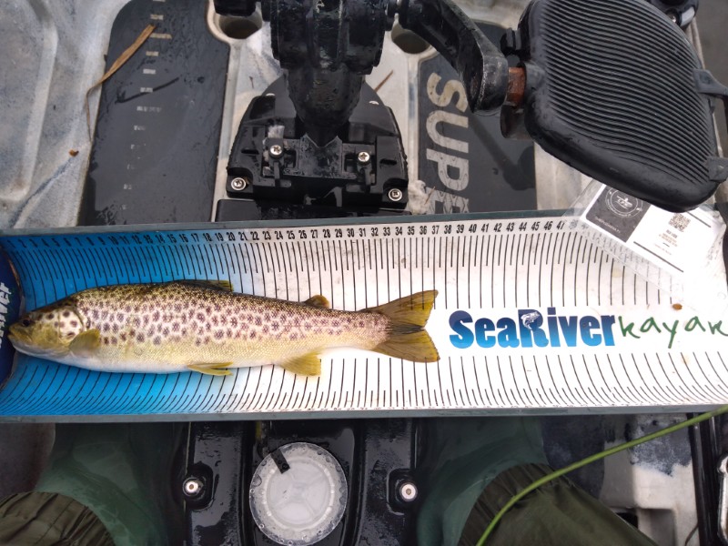 Fish Measure Picture