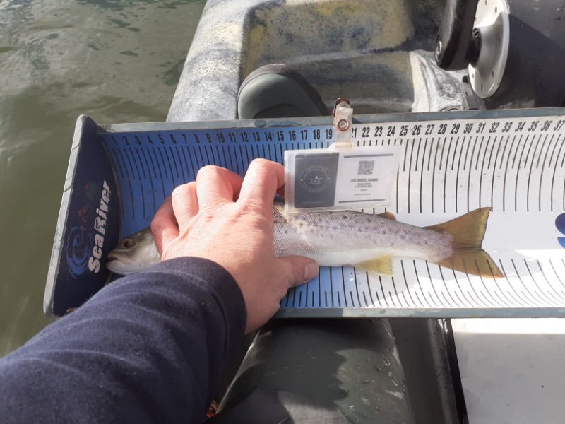 Fish Measure Picture
