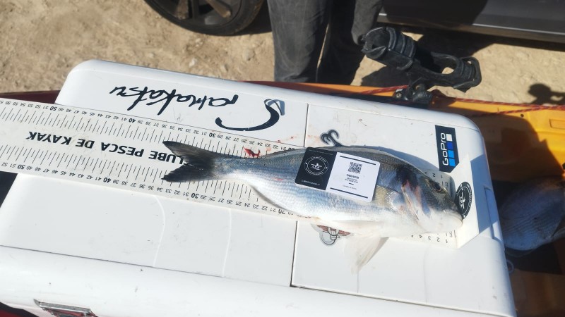 Fish Measure Picture