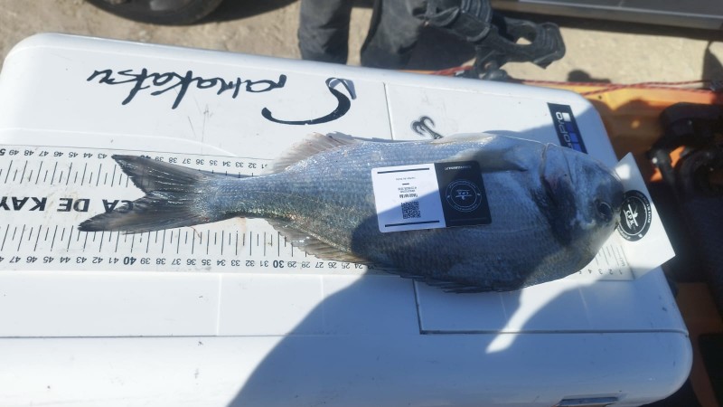 Fish Measure Picture