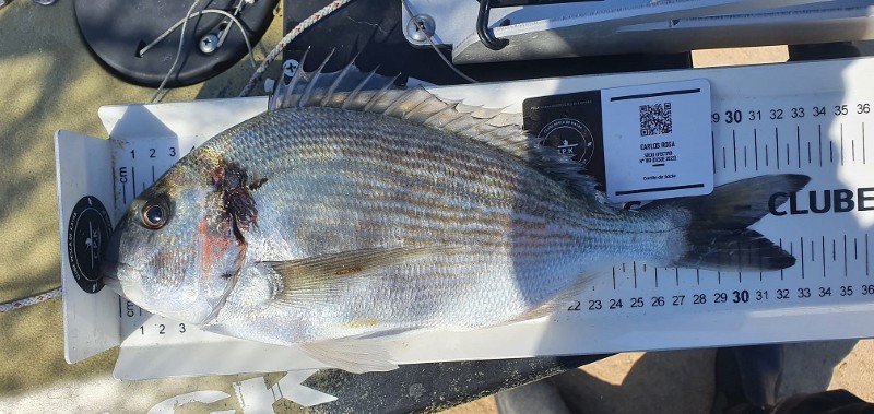 Fish Measure Picture