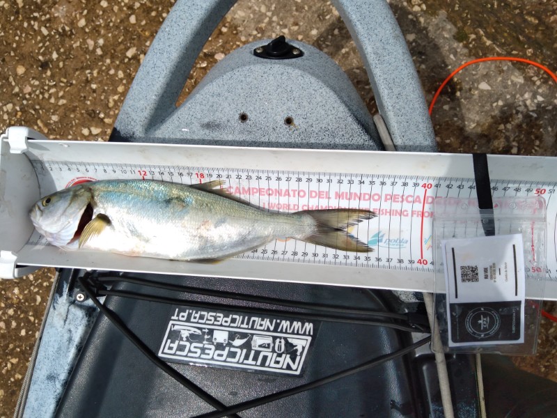 Fish Measure Picture