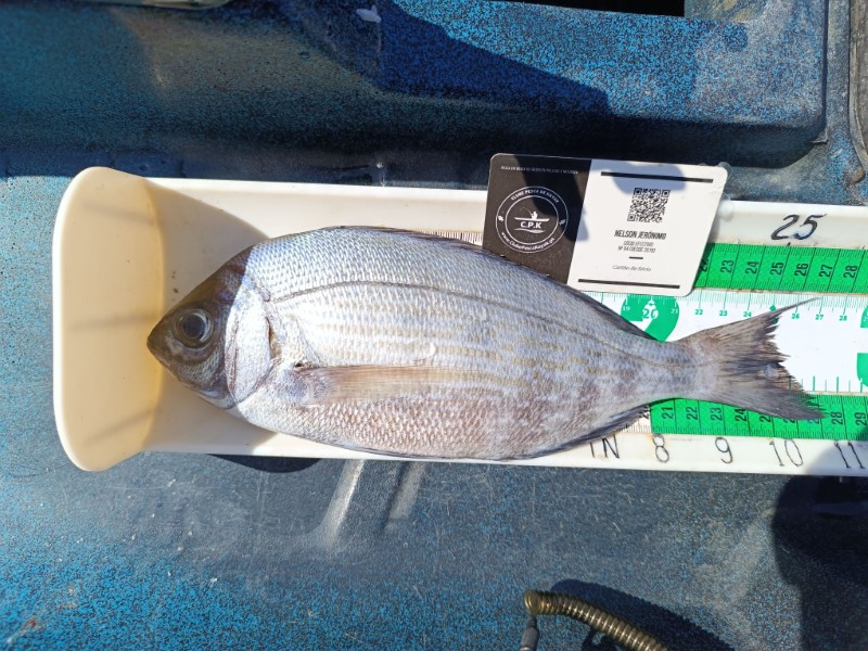 Fish Measure Picture