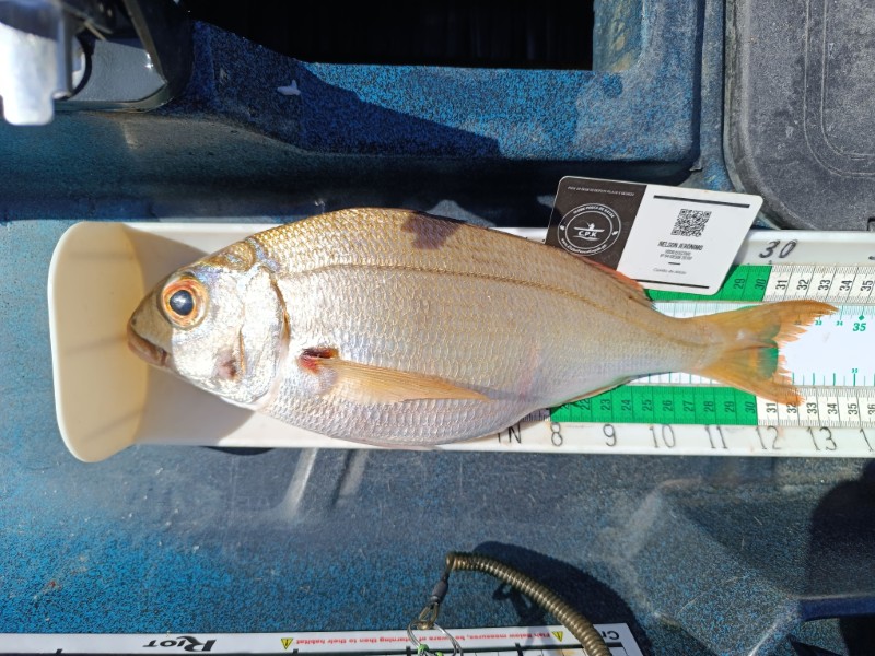 Fish Measure Picture