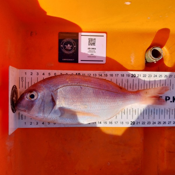 Fish Measure Picture