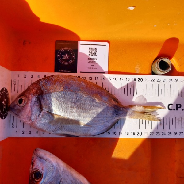 Fish Measure Picture