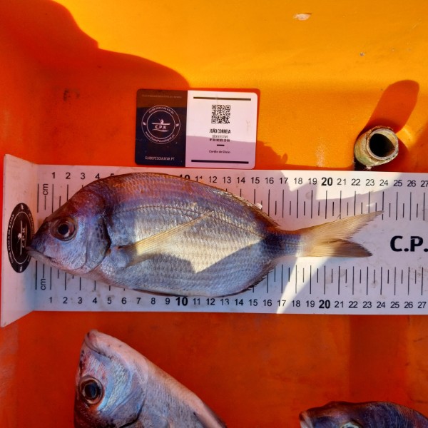 Fish Measure Picture