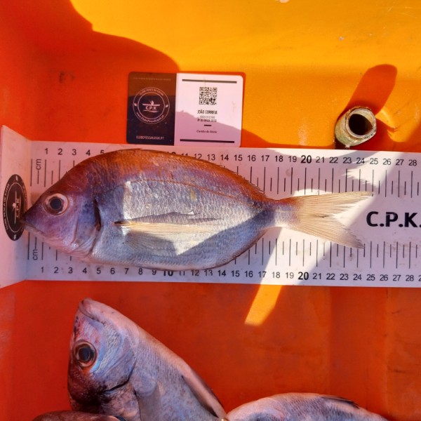 Fish Measure Picture