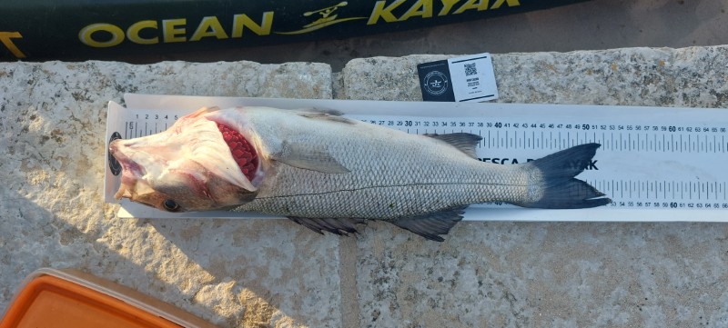 Fish Measure Picture