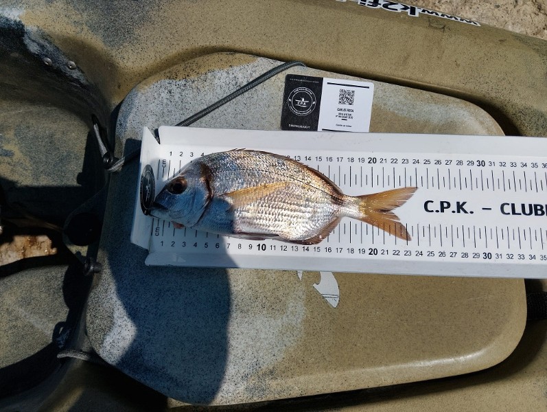 Fish Measure Picture