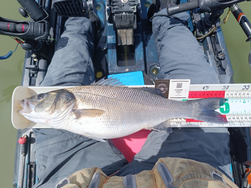 Fish Measure Picture