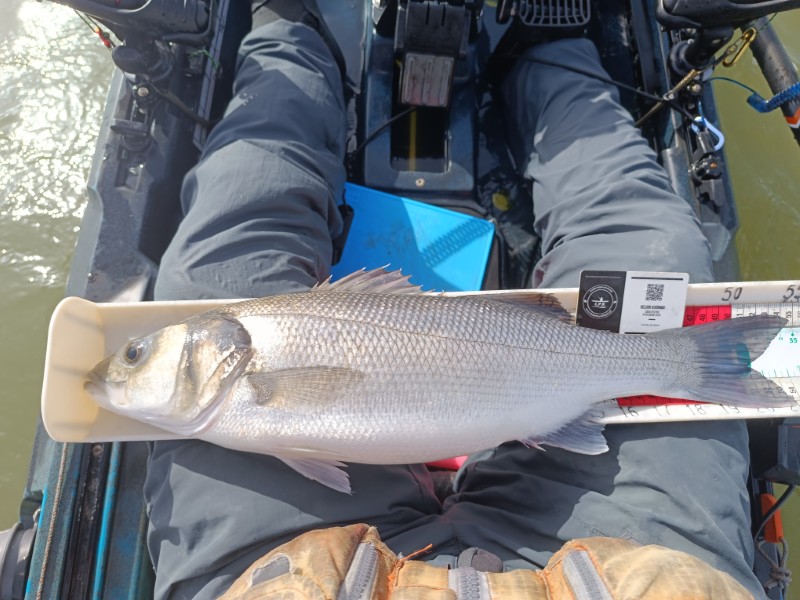 Fish Measure Picture
