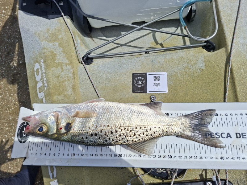 Fish Measure Picture