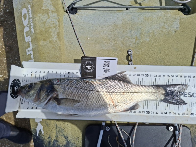 Fish Measure Picture