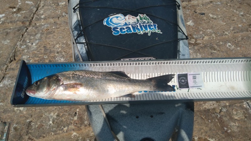 Fish Measure Picture