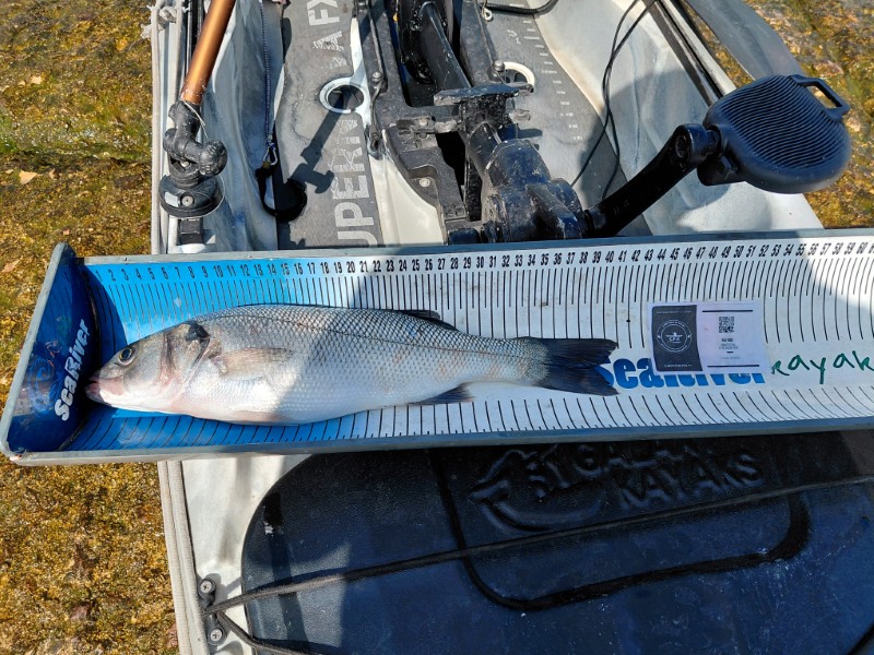 Fish Measure Picture