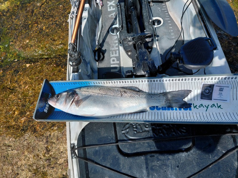 Fish Measure Picture